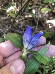 Gentiana austromontana