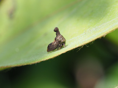 Eutryonia monstrifera