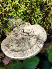 Trametes