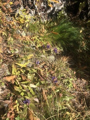 Gentiana austromontana