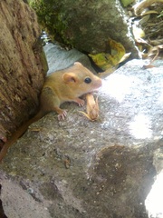 Muscardinus avellanarius