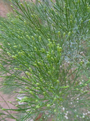 Baccharis sarothroides
