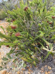 Darwinia neildiana
