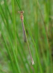 Lestes concinnus