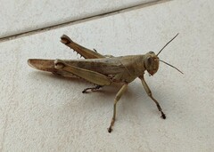 Valanga