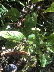 Eurybia chlorolepis