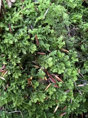 Trichocolea tomentella