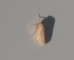 Curtara insularis