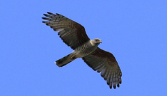 Aviceda cuculoides verreauxii