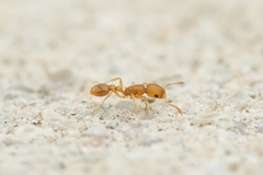 Cardiocondyla wroughtonii