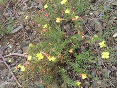 Oenothera toumeyi