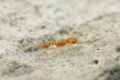 Cardiocondyla wroughtonii