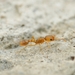 Yellow Sneaking Ant - Photo (c) Jonghyun Park, some rights reserved (CC BY), uploaded by Jonghyun Park