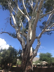 Eucalyptus mannifera