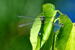 Lestes congener