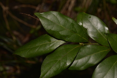 Cryptocarya triplinervis