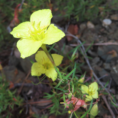 Oenothera toumeyi
