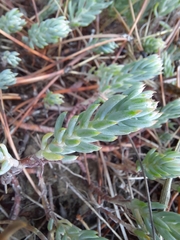 Petrosedum
