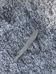 Eucalyptus mannifera