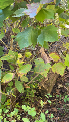 Platanus occidentalis
