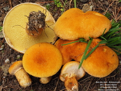 Suillus cavipes