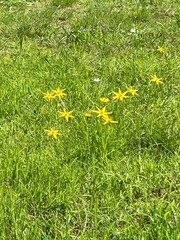 Pauridia serrata serrata