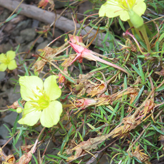 Oenothera toumeyi