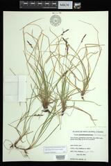 Carex lucorum