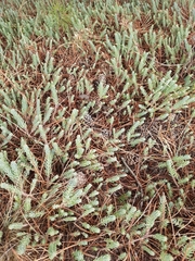 Petrosedum