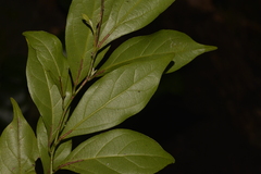 Cryptocarya triplinervis