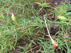 Oenothera toumeyi
