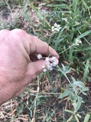 Florestina tripteris