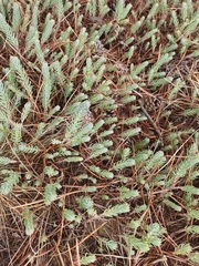 Petrosedum