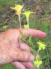 Oenothera toumeyi