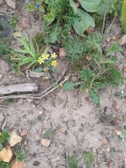 Zaluzianskya divaricata