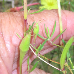 Oenothera toumeyi