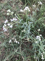 Florestina tripteris