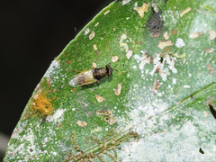 Odontomyia