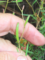 Oenothera toumeyi