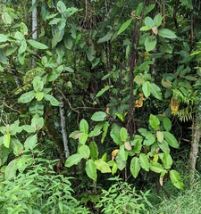 Dillenia suffruticosa