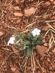 Ruellia metziae