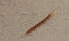 Scolopendromorpha