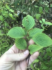 Cornus alternifolia
