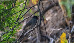 Hypsipetes madagascariensis