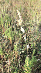 Froelichia floridana