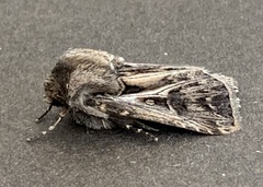 Agrotis gladiaria