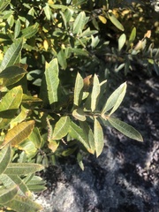 Salix humilis tristis