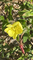 Oenothera laciniata