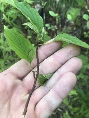 Cornus alternifolia