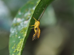 Xanthopimpla